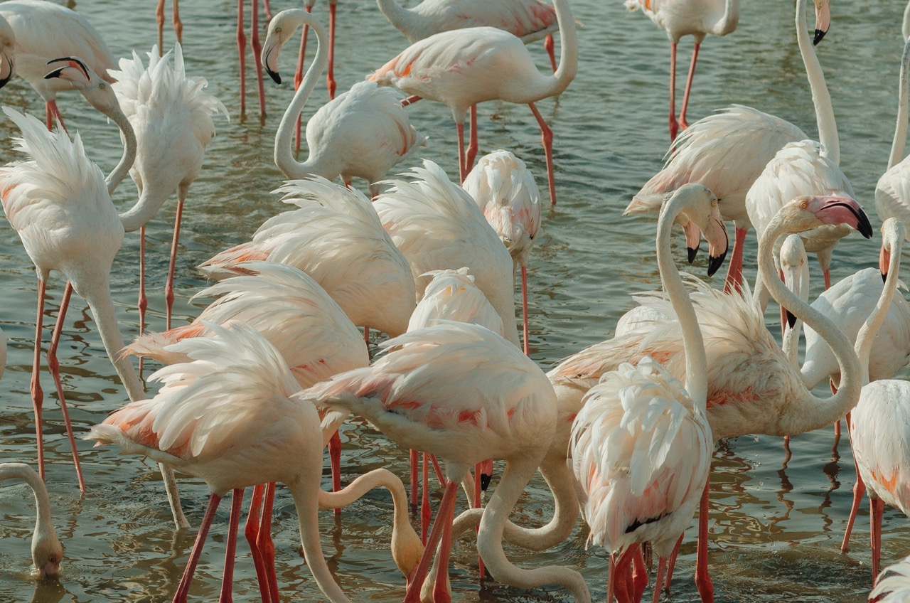 Превью Dubai 2022